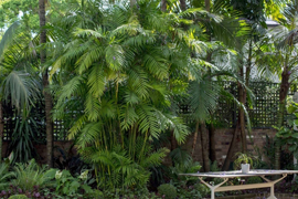 花园植物配置设计